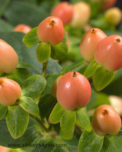 Hypericum Pinky Flair Flowers